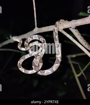 Serpent des arbres d'Amérique centrale (Imantodes gemmistratus) Banque D'Images