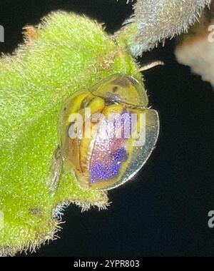 Coléoptère de la tortue Geiger (Eurypepla calochroma floridensis) Banque D'Images