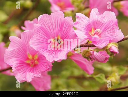 Abeille au centre d'une belle fleur rose sur un arbre Banque D'Images