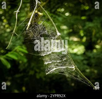 Toile d'araignée mouillée sur une branche au soleil avec un fond vert Banque D'Images