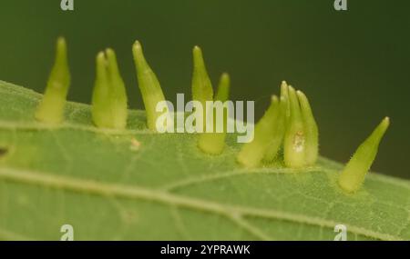 Mouche de Gall en forme d'alune de l'hackberry (Celticecis subulata) Banque D'Images