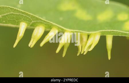 Mouche de Gall en forme d'alune de l'hackberry (Celticecis subulata) Banque D'Images