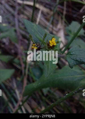 Millepertuis oriental (Sigesbeckia orientalis) Banque D'Images