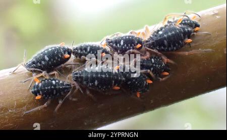 Puceron d'écorce de saule noir (Pterocomma salicis) Banque D'Images