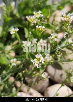 Moutarde blanche (Calepina irregularis) Banque D'Images