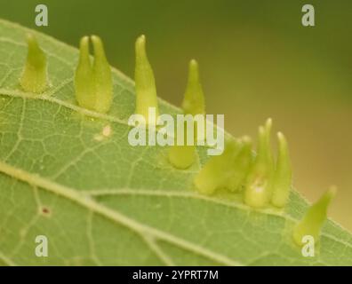 Mouche de Gall en forme d'alune de l'hackberry (Celticecis subulata) Banque D'Images