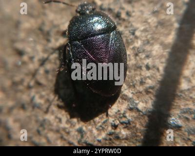 Oubliez-moi-pas Shieldbug (Sehirus luctuosus) Banque D'Images