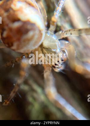 Araignée blindée eurasienne à longue mâchoire (Metellina segmentata) Banque D'Images