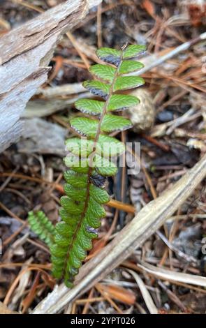 Petite fougère dure (Blechnum penna-marina) Banque D'Images