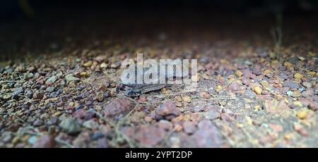 Adder de la mort à échelle grossière (Acanthophis rugosus) Banque D'Images