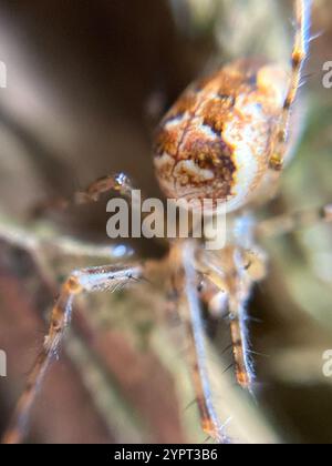 Araignée blindée eurasienne à longue mâchoire (Metellina segmentata) Banque D'Images