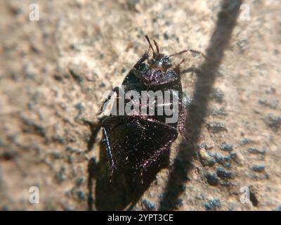 Oubliez-moi-pas Shieldbug (Sehirus luctuosus) Banque D'Images