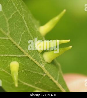 Mouche de Gall en forme d'alune de l'hackberry (Celticecis subulata) Banque D'Images