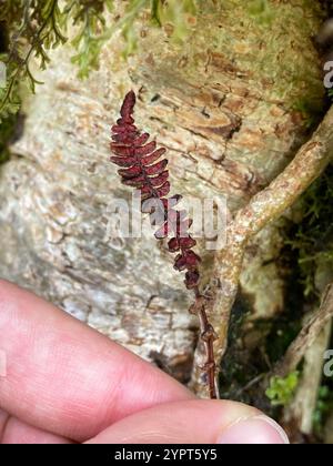 Petite fougère dure (Blechnum penna-marina) Banque D'Images