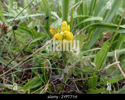 Pinceau indien doré (Castilleja levisecta) Banque D'Images