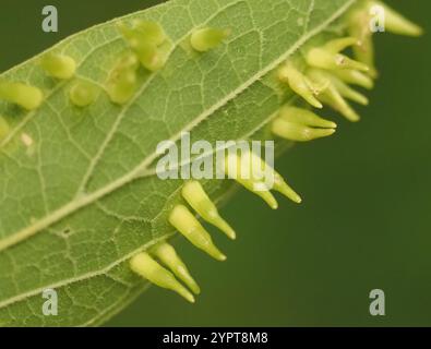 Mouche de Gall en forme d'alune de l'hackberry (Celticecis subulata) Banque D'Images