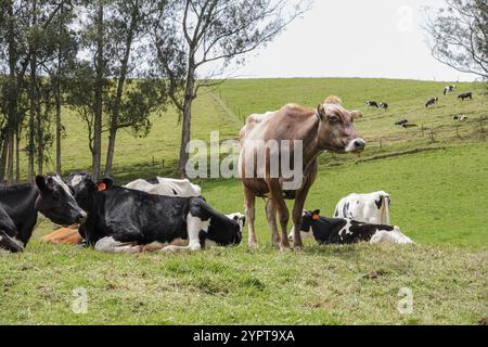 Vache brune debout au milieu d'autres vaches holstein noires et blanches couchées sur l'herbe sur une montagne avec des arbres Banque D'Images