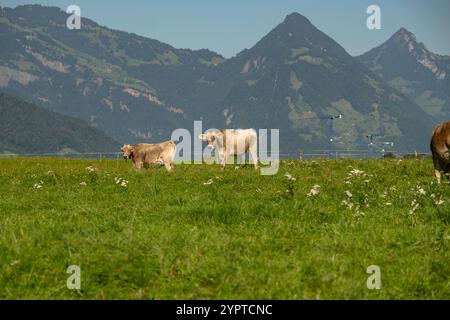 Vaches dans un champ de montagne. Vache aux alpes. Vache brune devant le paysage de montagne. Bétail sur un pâturage de montagne. Emplacement du village, Suisse. Vache à A. Banque D'Images