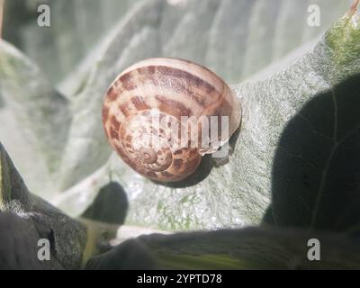 Escargot à bande de chocolat (Eobania vermiculata) Banque D'Images