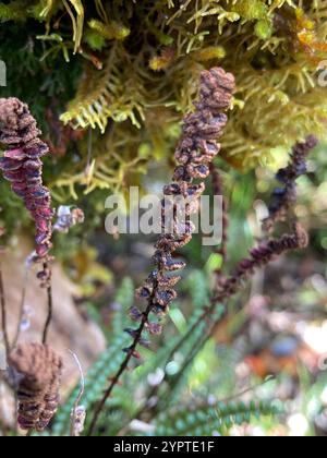 Petite fougère dure (Blechnum penna-marina) Banque D'Images