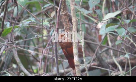 Bûcheron à ailes de Tawny (Dendrocincla anabatina) Banque D'Images
