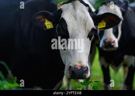 Vache mature. Vache Holstein noire et blanche sur prairie. Vaches Holstein au pâturage. Vaches sur un pré. Ferme des vaches. Ferme de campagne. Troupeau de vaches au champ. Banque D'Images