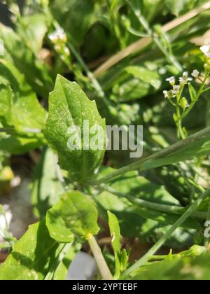 Moutarde blanche (Calepina irregularis) Banque D'Images