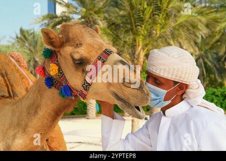 Scène sensible de la relation gentille entre dromadaire chameau dans le besoin de tendres soins d'éloge gentil et bel ami de l'homme arabe. Liaison empathique avec des animaux. Banque D'Images