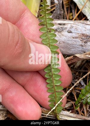 Petite fougère dure (Blechnum penna-marina) Banque D'Images