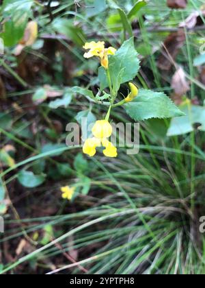 Houblon goodenia (Goodenia ovata) Banque D'Images