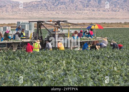 Ouvriers récoltant et emballant légumes de brocoli biologique, 'Brassica oleracea italica', lumière tôt le matin, thermale, comté de Riverside, Californie. Banque D'Images