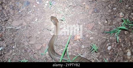 Pygmée Mulga Snake (Pseudechis weigeli) Banque D'Images