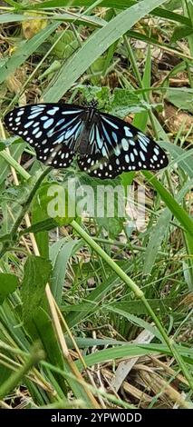 Blue Wanderer (Tirumala hamata) Banque D'Images