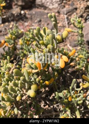 Câpres de haricots des Canaries (Tetraena fontanesii) Banque D'Images