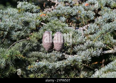 Cèdre de l'Atlas, Cedrus atlantica, Pinaceae. Algérie et Maroc, Afrique du Nord. Cedrus atlantica, le cèdre de l'Atlas, est une espèce d'arbre de la famille des pins Banque D'Images