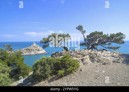 Deux vieilles genévriers reliques courbes (Juniperus excelsa). sur un rocher au-dessus de la mer. Karaul-Oba, Novyy Svet, Crimée Banque D'Images