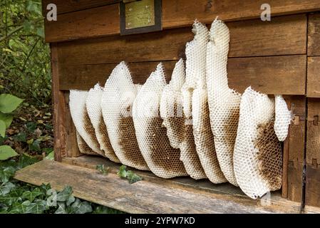 Nid d'abeilles abandonné par la colonie, nid d'abeilles, terrier naturel sauvage à l'extérieur de la ruche, cire d'abeille de couleur claire, cellules de couleur foncée pour couvain, élevage et p Banque D'Images