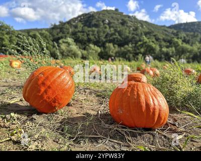 Zone de citrouille., citrouilles orange fraîches sur un paysage rural de champ de ferme, citrouilles poussant dans le champ Banque D'Images