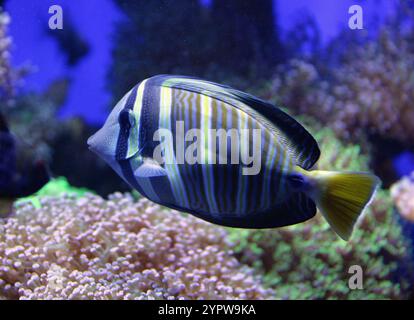 Sailfin Tang, Pacific Sailfin Tang, Purple Sailfinned Tang ou Sailfin Surgeonfish, Zebrasoma velifer, Acanthuridae. Océan Pacifique. Banque D'Images