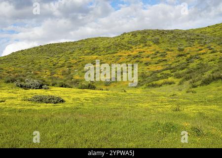 California Golden Poppy and Goldfields fleurir à Walker Canyon, Lake Elsinore, Californie. ÉTATS-UNIS. Fleurs de pavot orange vif pendant le désert de Californie super b Banque D'Images