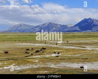 Vue aérienne du troupeau de vaches dans le pré vert avec montagne sur le fond. Vaches bovins pâturant sur un pâturage de montagne à côté du lac Crowley, à l'est Banque D'Images