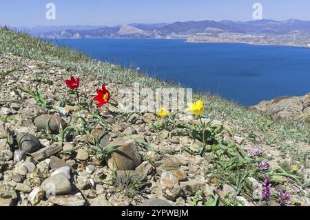 Tulipe de Schrenck (lat. Tulipa suaveolens) sur une pente de montagne rocheuse argileuse sur fond de paysage marin. Cap Meganom, Crimée, fin avril Banque D'Images