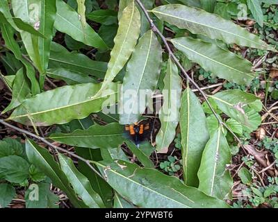 Moth de la pêche africaine (Egybolis vaillantina) Banque D'Images