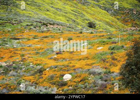 California Golden Poppy and Goldfields fleurir à Walker Canyon, Lake Elsinore, Californie. ÉTATS-UNIS. Fleurs de pavot orange vif pendant le désert de Californie super b Banque D'Images