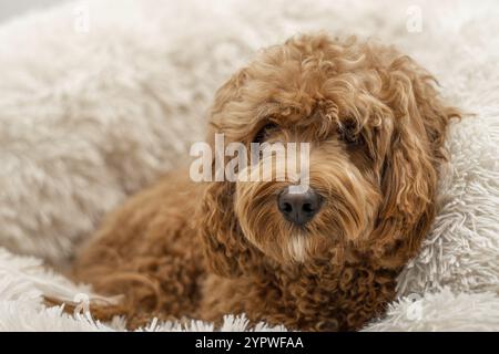 Chien Cavapoo dans son lit, race mixte Cavalier King Charles Spaniel et Caniche Banque D'Images