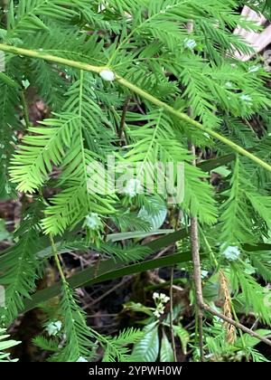 Cypress Twig Gall Midge (Taxodiomyia cupressiananassa) Banque D'Images