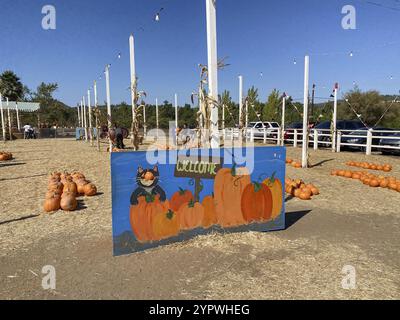 Un tas de citrouilles à la parcelle de citrouilles. Champ de citrouilles oranges pendant la saison des récoltes. San Diego, Californie, États-Unis, Amérique du Nord Banque D'Images