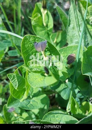 Smearwort (Aristolochia rotunda) Stock Photo