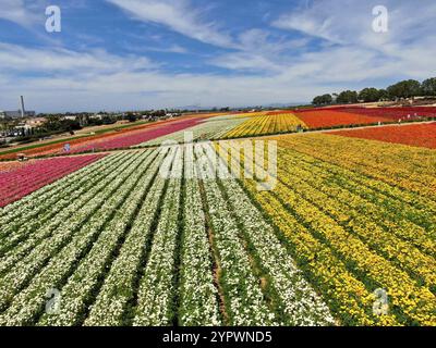 Vue aérienne des champs de fleurs de Carlsbad. Les touristes peuvent profiter des collines de fleurs colorées de Ranunculus géant pendant la floraison annuelle qui s'étend en mars Banque D'Images