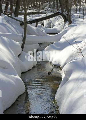 Ruisseau non gelé dans la forêt d'hiver. Journée ensoleillée en mars Banque D'Images